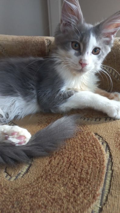 Miziasty niebiesko-biały kocurek Maine Coon PZF