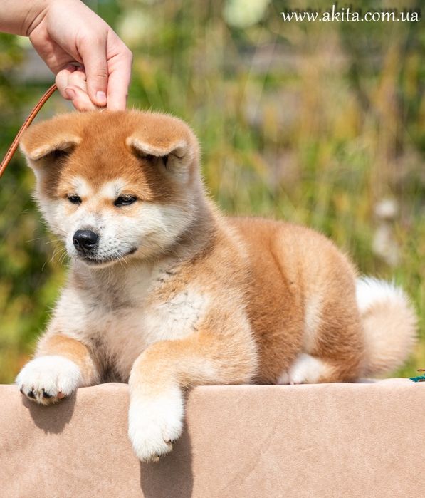 Акіта іну , цуценята акіти , японська акіта