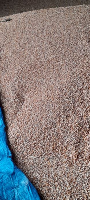 Kukurydza sucha 2025r