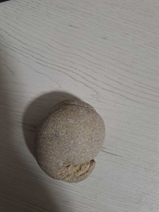 Fócil concha.