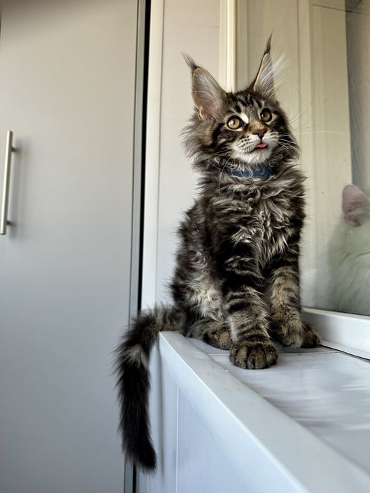 Хлопчик мейнкун мармуровий