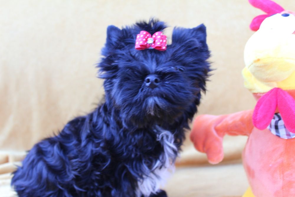 Suczka Yorkshire Terrier Black