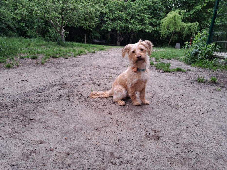 Sunia szuka odpowiedzialnego domu