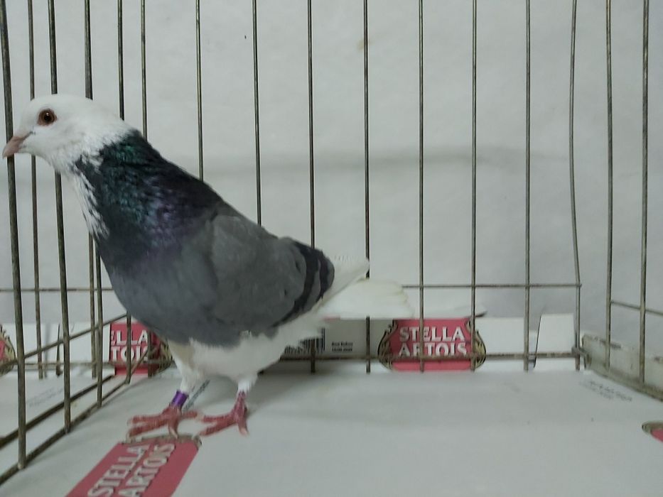 Gołębie Permskie Białogłowe