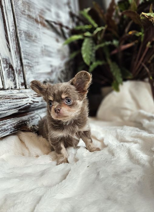 Chihuahua Zarezerwowany