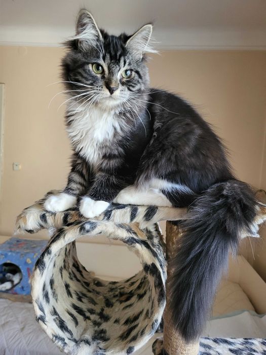 Чистокровний сибірський котик