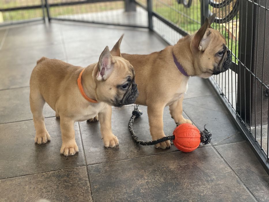 Бомбезні дівчатка КСУ