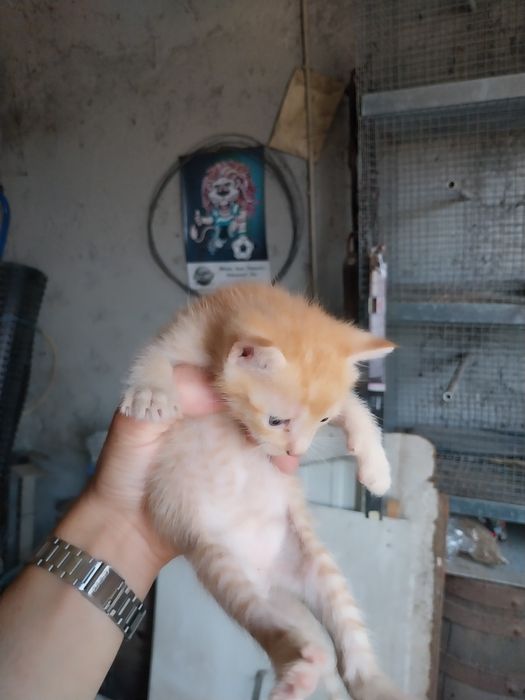 Ofereço gatinhos pequenos