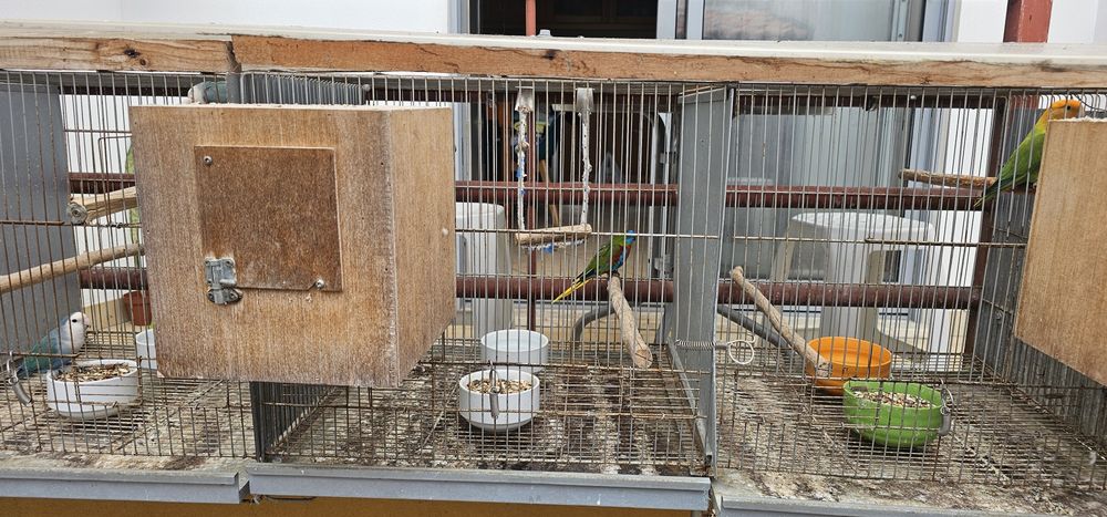 Psitacideos para cedência