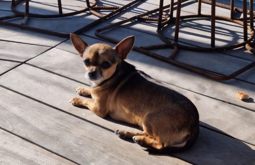 Chihuahua mini focinho curto