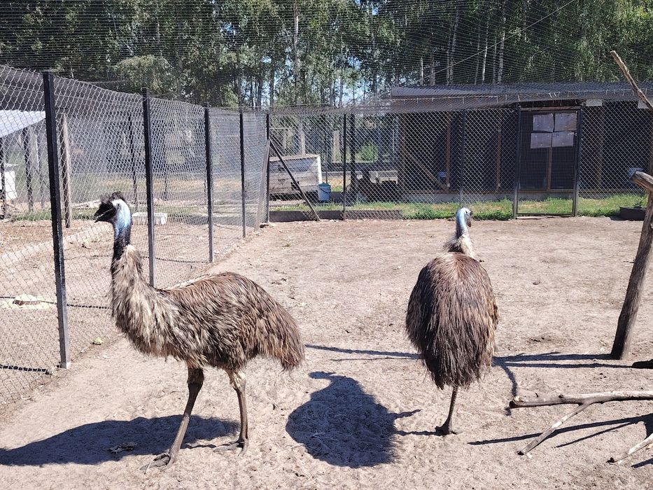 Emu 3 lata osfojone