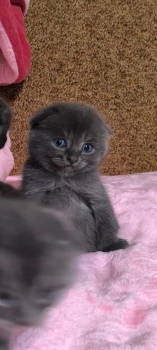 Британські котенята кошенята