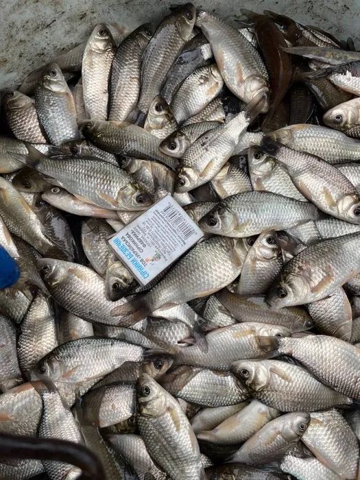 Продам карась,зарибок карася