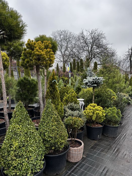 Хвойные расстения