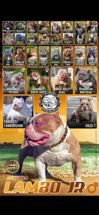 American bully abkc