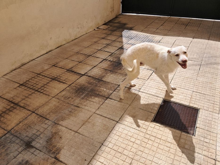 Dá-se cachorro muito meigo