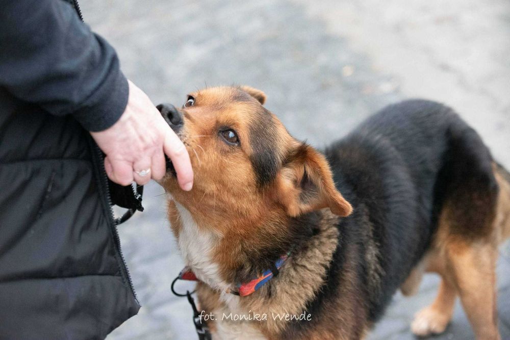 Miciu nie prosi o wiele… tylko o dom i miłość