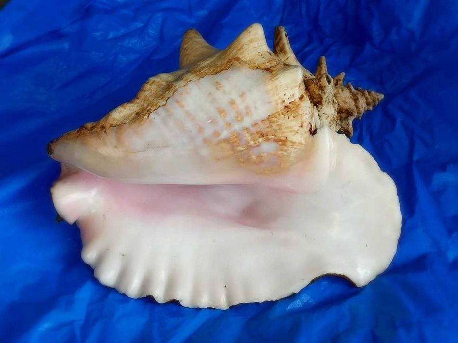 Ракушка Strombus gigas большая. Куба.