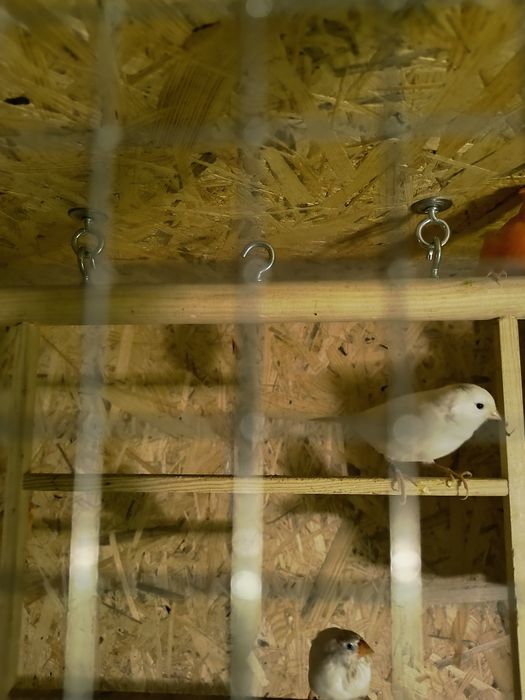 Kanarek biały samiec.