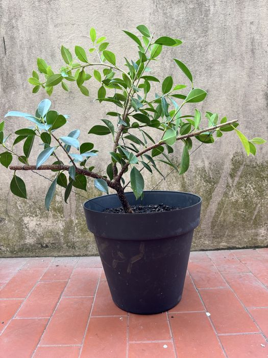 Pré-Bonsai Ficus Microcarpa