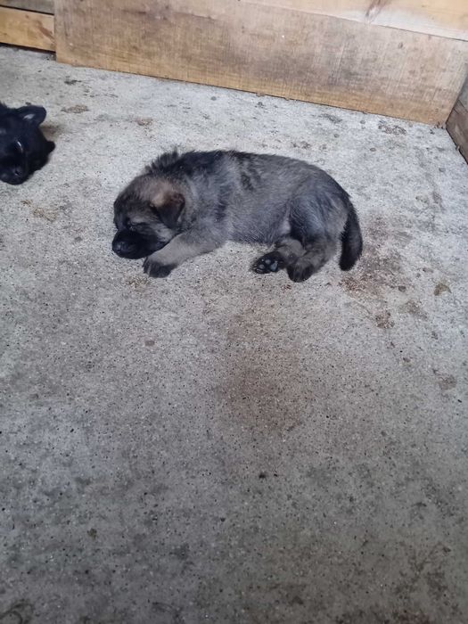 Cão  pastor alemão  linha trabalho checa