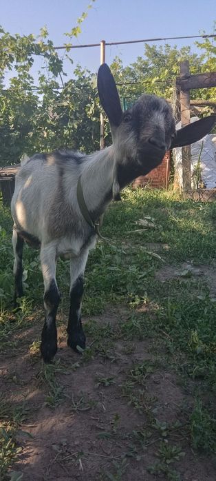 Цапи кози козлики альпійці англонубійці у самому розквіті сил