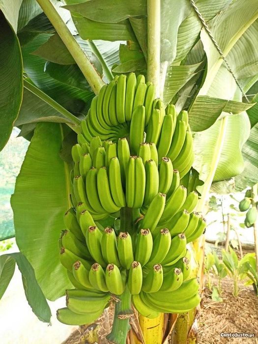 Bananeira da madeira (Banana regional)