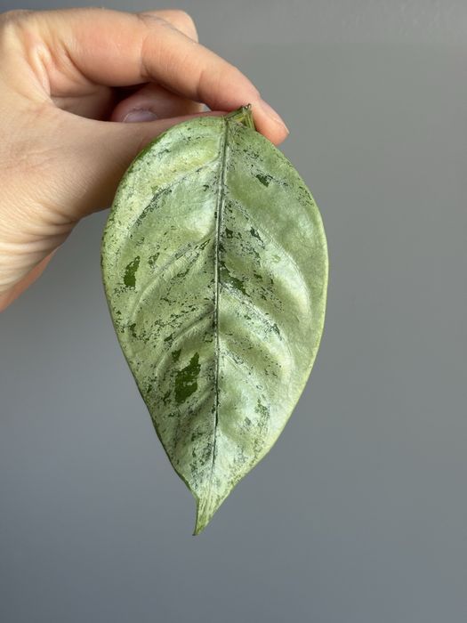 Ostatnia ukorzeniona Hoya Coriacea Silver