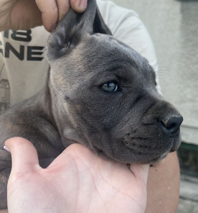 Cane Corso piękny pies