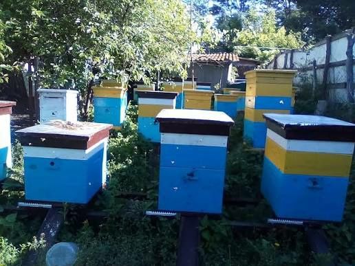 Перга власна пасіка