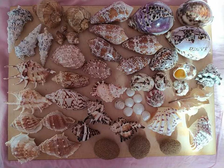 аквариум декор раковины морские разные