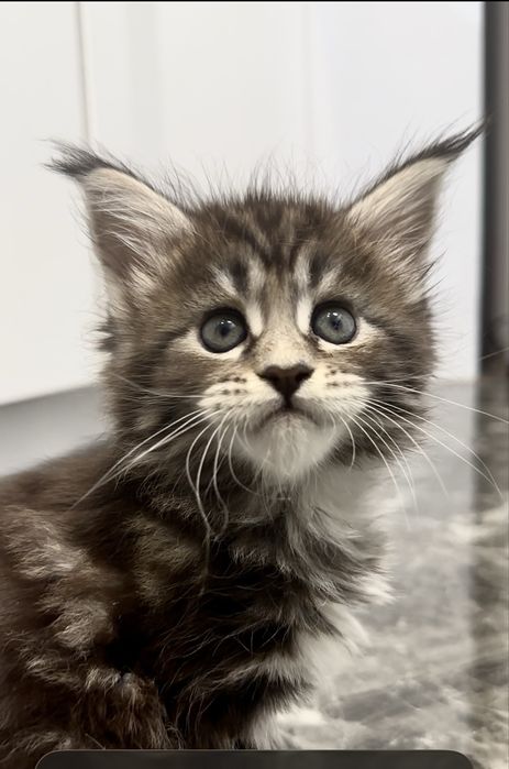 Котята Мейн кун из проф питомника