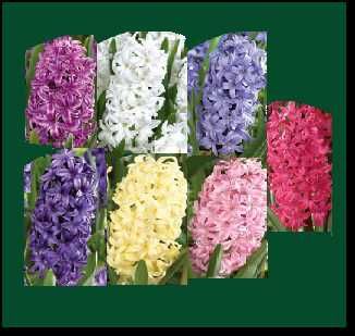 20x bolbos de Narcisos c/ Portes inc.