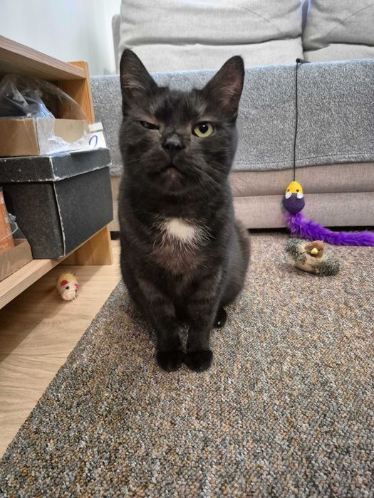 Luna - kotka do adopcji