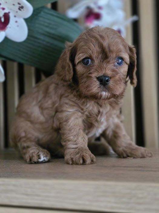 Cavapoo   .Badania genetyczne.Do rezerwacji.