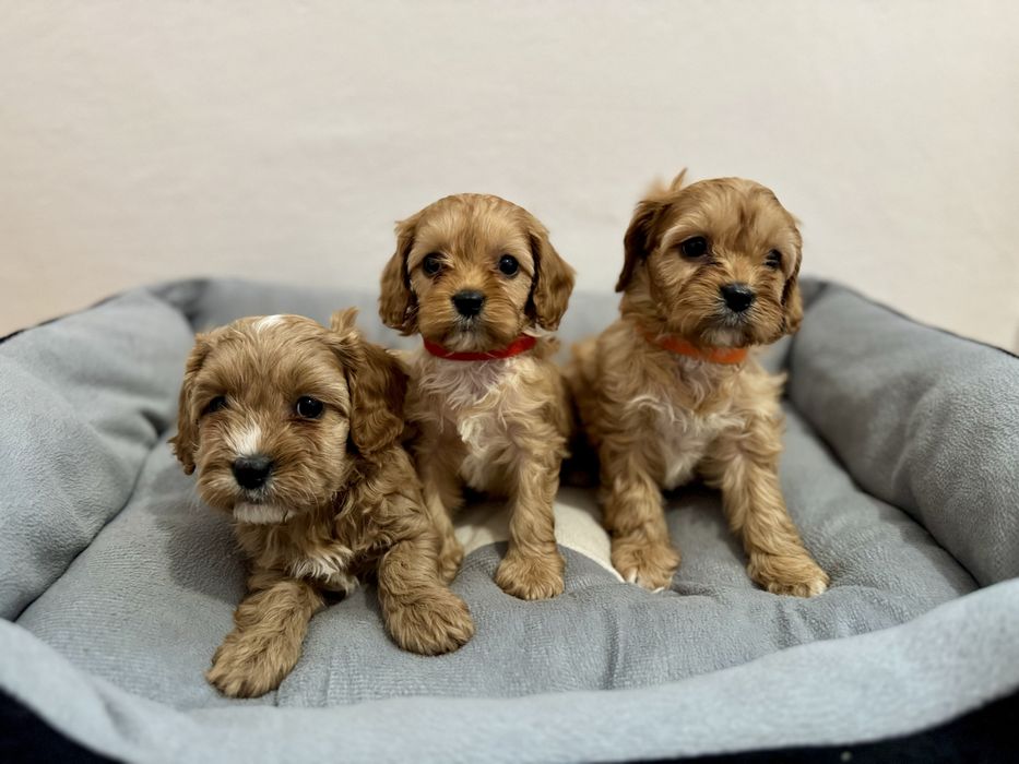 Cavapoo F1 – pudel toy x cavalier  piękna, ciemna suczka Zapraszam!