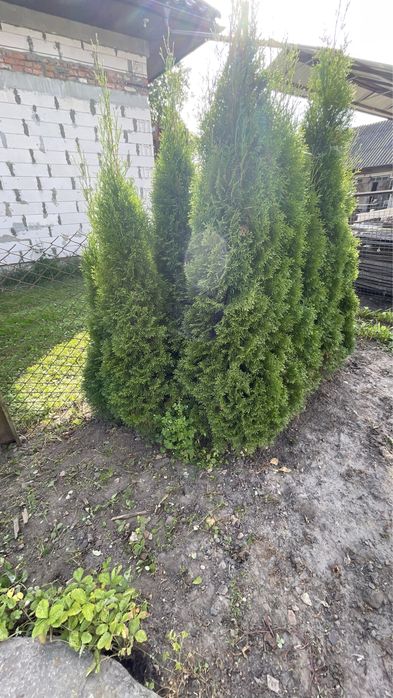 Туї: Колумнаріс (Colonnaris) і Смарагд (Smaragd)