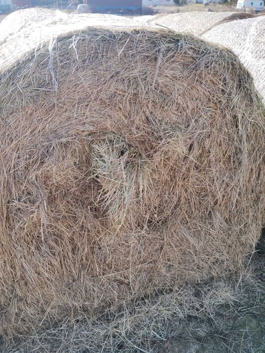 Siano, słoma, 2025 r