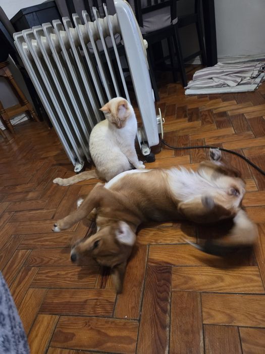 Gato para adoção