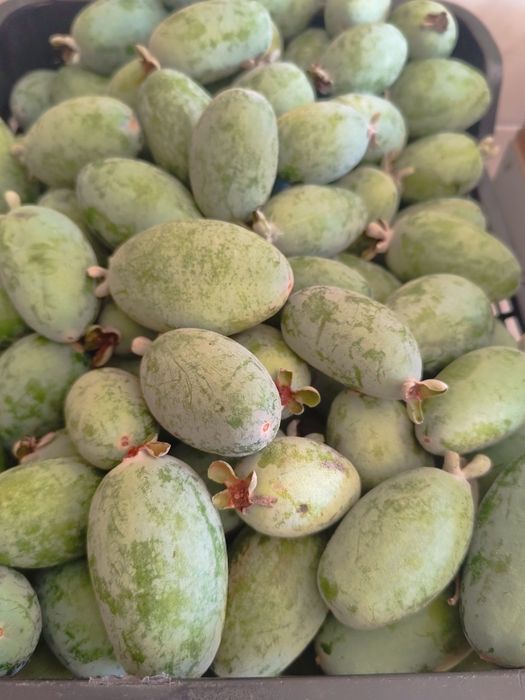 Vendo feijoas fruto