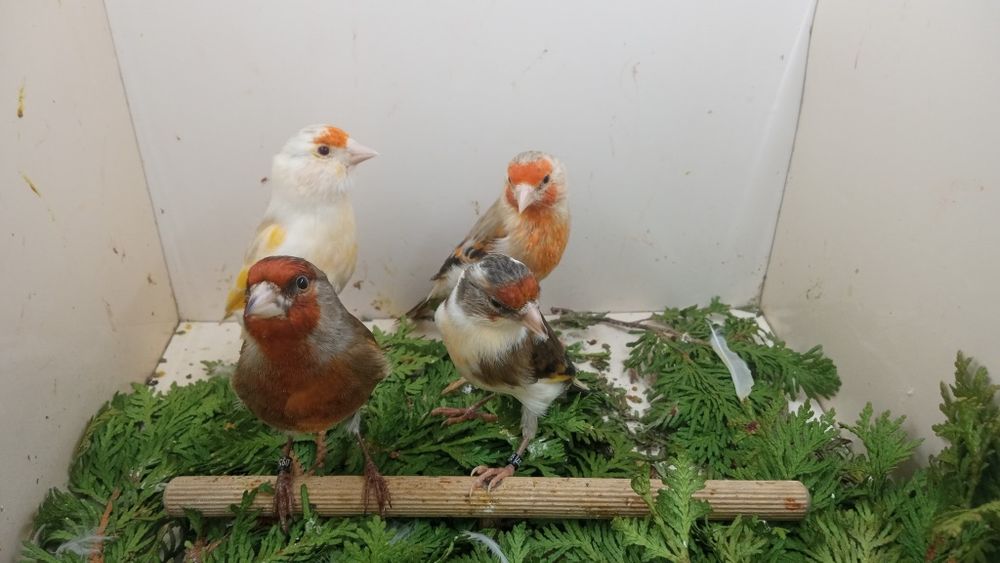 Bastard Bastardy na pełnym spiewie 2025r Wysylam