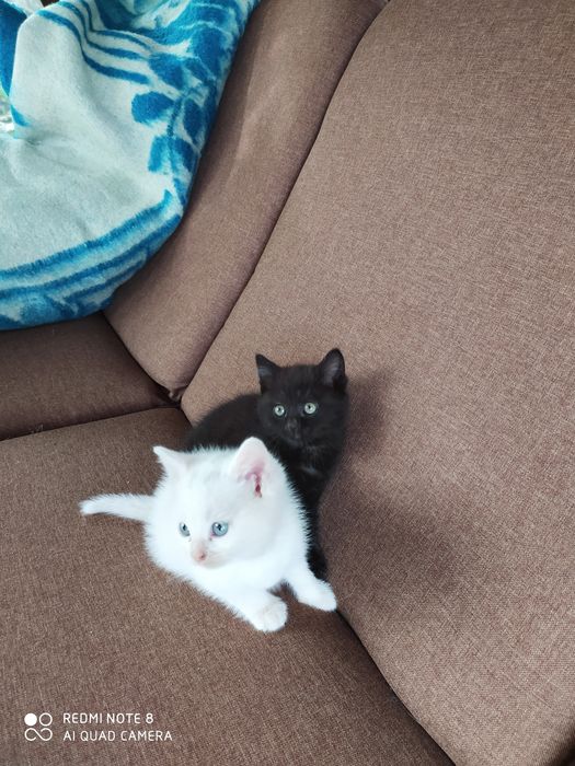 Кошенята, кошеня, котики пухнасті, кошенятко пухнасте біле чорне котик