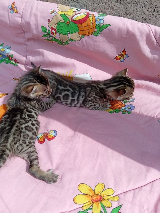 Бенгальские котята шоу класса