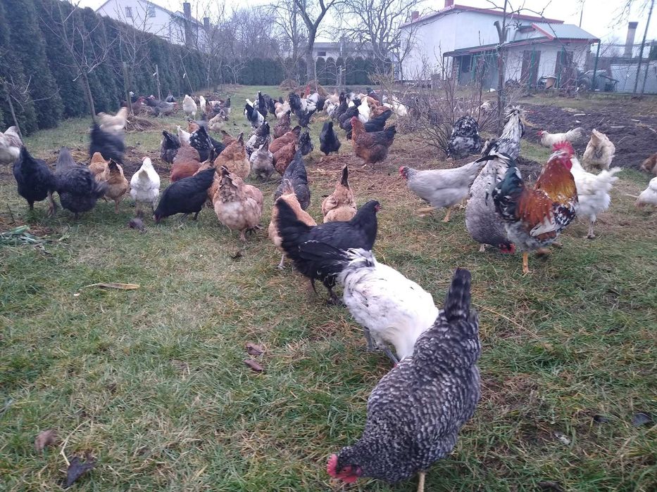 Czubatki staropolskie z miksami. Jaja lęgowe - Wysyłam