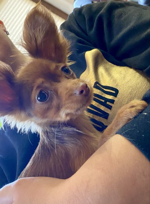 Cudowna suczka Rosyjski Toy Długowłosy