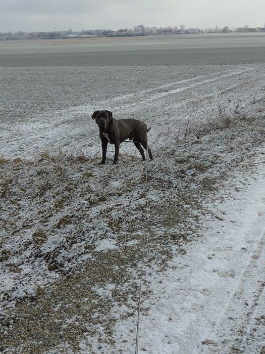 Cane corso Szczeniak Formętino SWKiPR