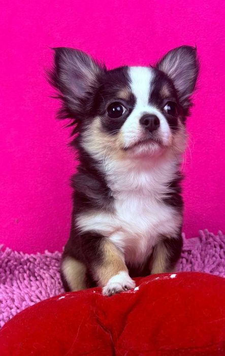 Дуже  гарна дівчінка