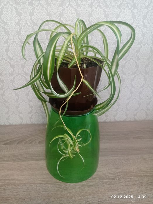 Хлорофитум "Бонни кучерявый"