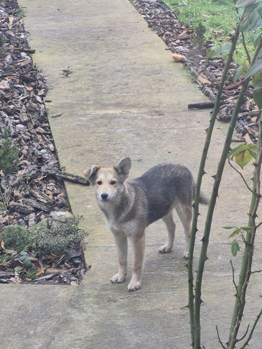 Собаки  2 дворняги