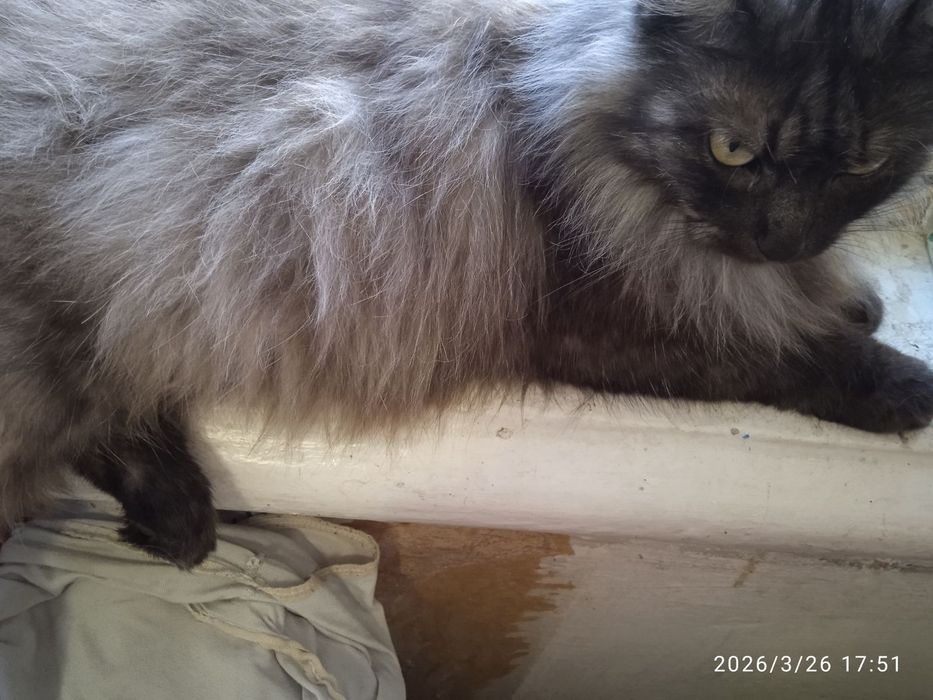 Ксена стерилізована, три роки